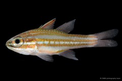 Ostorhinchus margaritophorus • © CMBS photography team • All Rights Reserved