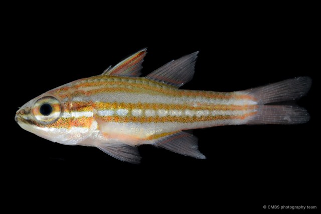 Ostorhinchus margaritophorus