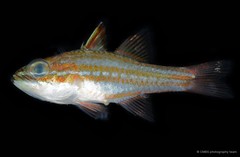 Ostorhinchus margaritophorus • © CMBS photography team • All Rights Reserved