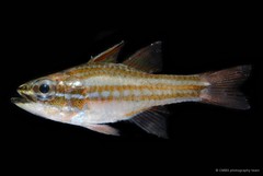 Ostorhinchus margaritophorus • © CMBS photography team • All Rights Reserved