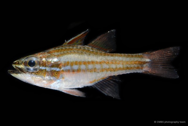 Ostorhinchus margaritophorus