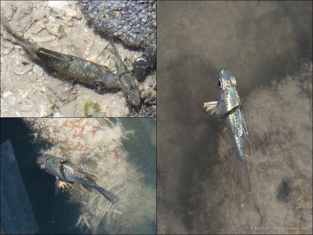 Sphaeramia orbicularis