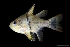 Sphaeramia orbicularis • © CMBS photography team • All Rights Reserved