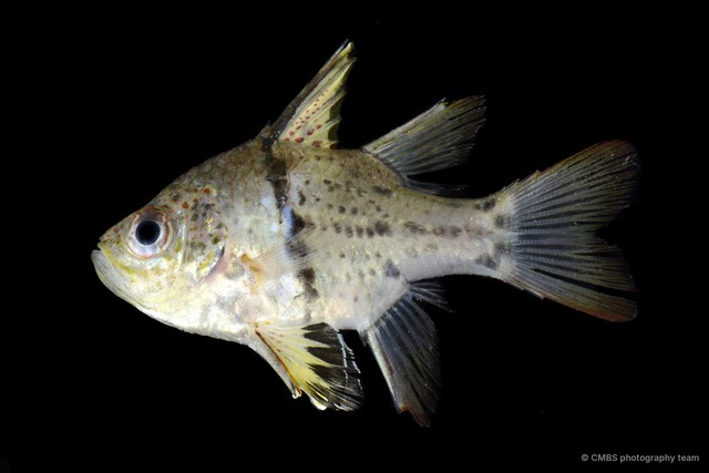 Sphaeramia orbicularis • © CMBS photography team • All Rights Reserved