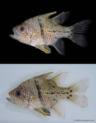 Sphaeramia orbicularis • © CMBS photography team • All Rights Reserved