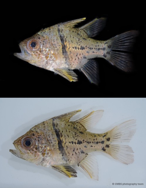Sphaeramia orbicularis
