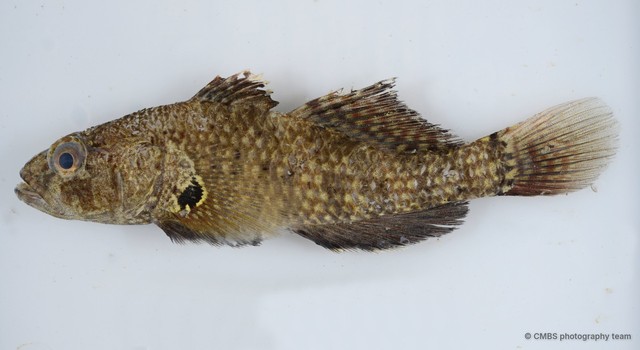 Butis koilomatodon