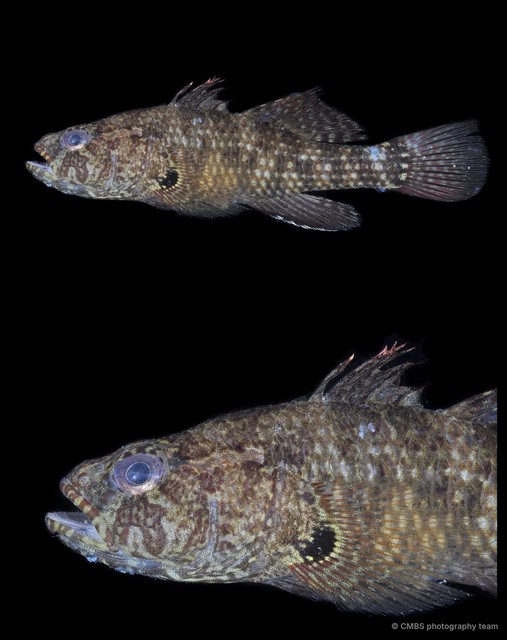 Butis koilomatodon