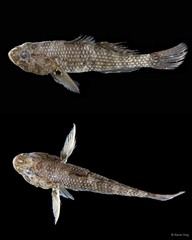 Butis koilomatodon • © Rene Ong • All Rights Reserved