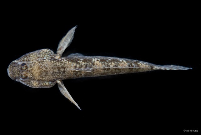 Gobiidae sp. "INT-0108" • © Rene Ong • All Rights Reserved