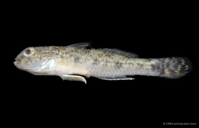 Acentrogobius sp. "JS-1842" • © CMBS photography team • All Rights Reserved