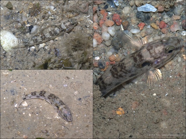 Acentrogobius caninus
