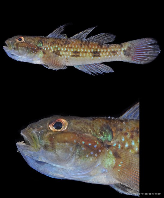 Acentrogobius caninus