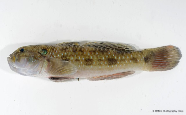 Acentrogobius caninus • © CMBS photography team • All Rights Reserved