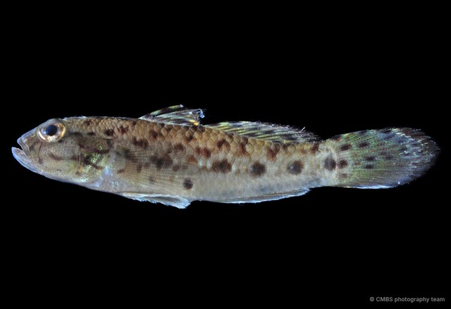 Acentrogobius janthinopterus • © CMBS photography team • All Rights Reserved