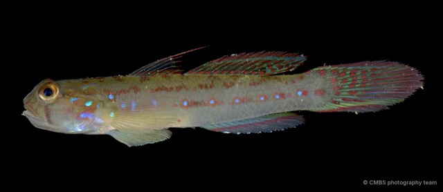 Acentrogobius moloanus • © CMBS photography team • All Rights Reserved