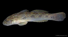 Acentrogobius viridipunctatus