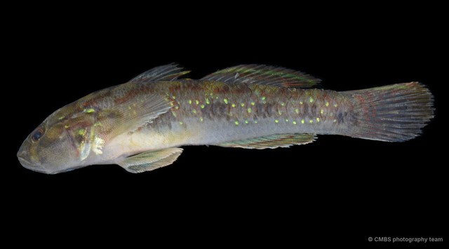 Acentrogobius viridipunctatus • © CMBS photography team • All Rights Reserved