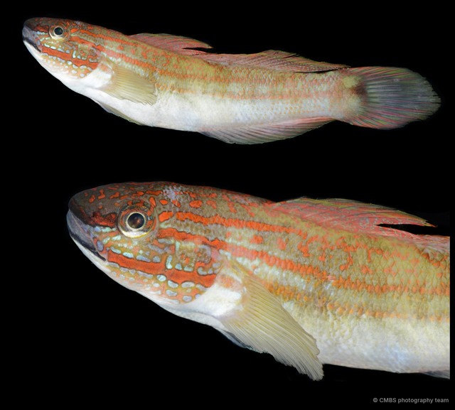 Amblygobius sp. "SS-0776" • © CMBS photography team • All Rights Reserved