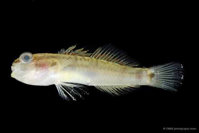 Amblygobius sp. "SS-2497" • © CMBS photography team • All Rights Reserved