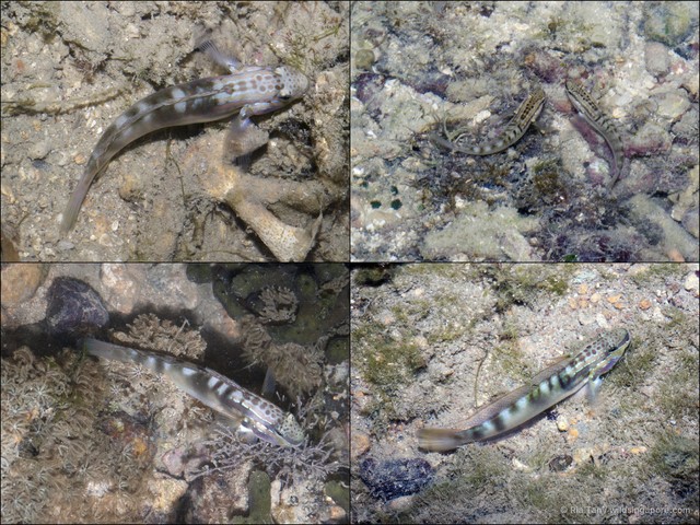 Amblygobius stethophthalmus