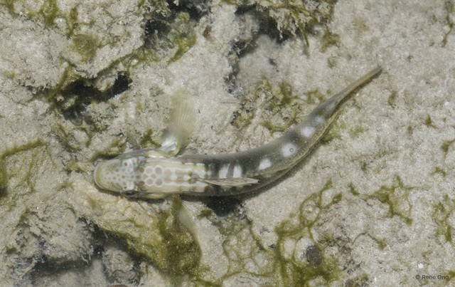 Amblygobius stethophthalmus