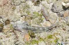 Amblygobius stethophthalmus • © Rene Ong • All Rights Reserved