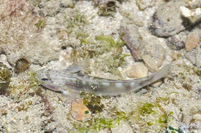Amblygobius stethophthalmus