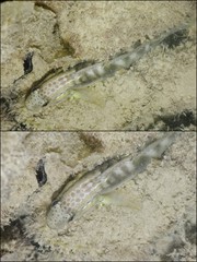 Amblygobius stethophthalmus • © Rene Ong • All Rights Reserved