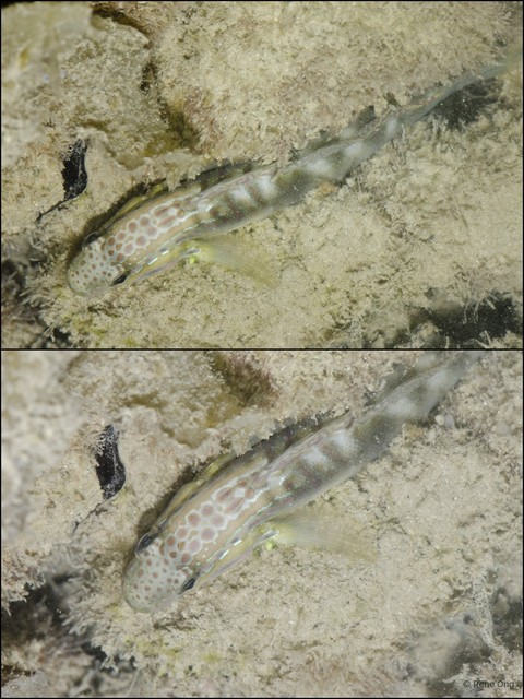 Amblygobius stethophthalmus