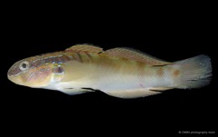Amblygobius stethophthalmus • © CMBS photography team • All Rights Reserved