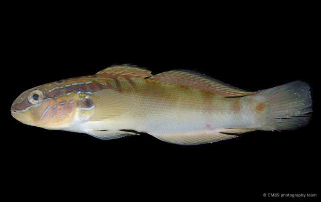 Amblygobius stethophthalmus • © CMBS photography team • All Rights Reserved