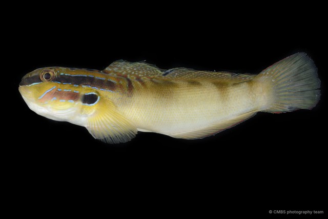 Amblygobius stethophthalmus