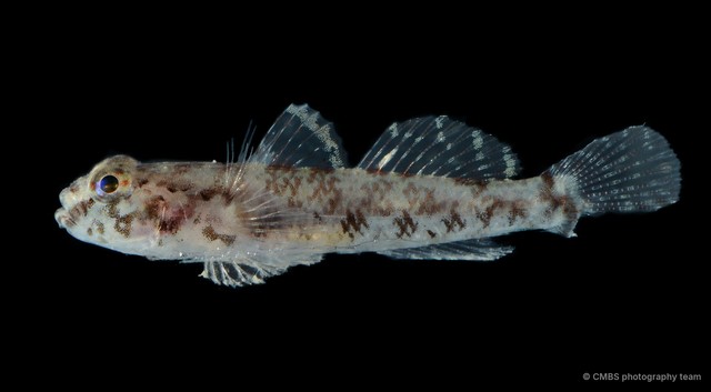 Bathygobius sp. "SS-4791" • © CMBS photography team • All Rights Reserved