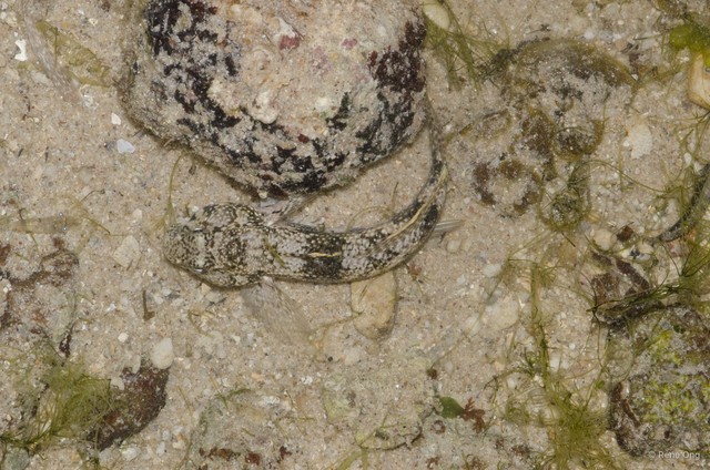 Bathygobius fuscus