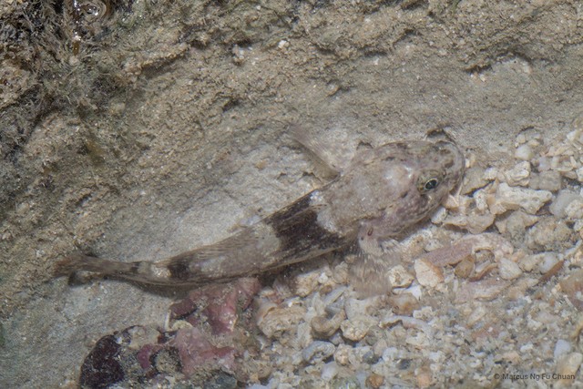Bathygobius fuscus