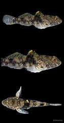 Bathygobius fuscus • © Rene Ong • All Rights Reserved