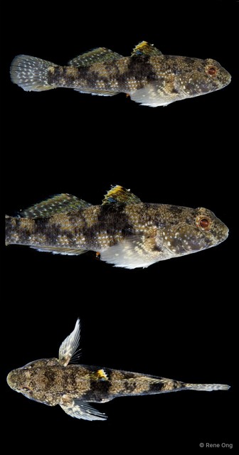 Bathygobius fuscus • © Rene Ong • All Rights Reserved