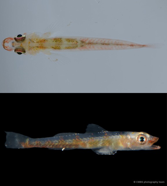 Bryaninops amplus