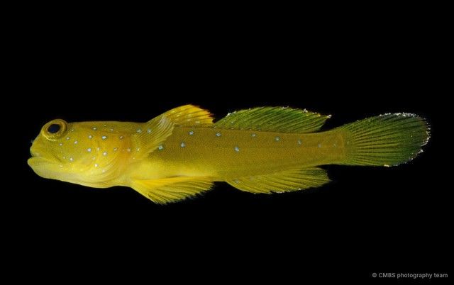 Cryptocentrus cinctus • © CMBS photography team • All Rights Reserved