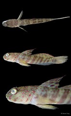 Cryptocentrus leptocephalus • © Rene Ong • All Rights Reserved