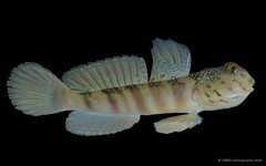 Cryptocentrus leptocephalus • © CMBS photography team • All Rights Reserved