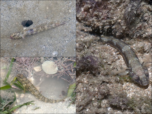 Cryptocentrus maudae