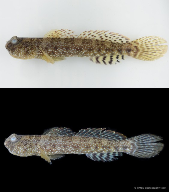 Cryptocentrus maudae