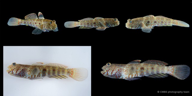 Cryptocentrus strigilliceps • © CMBS photography team • All Rights Reserved