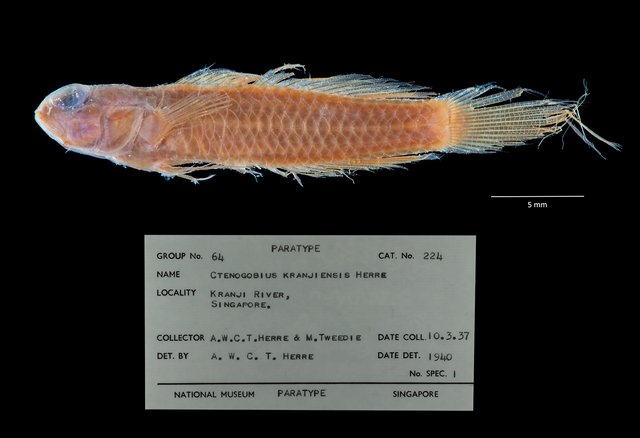 Drombus globiceps • © Shivaram Rasu • All Rights Reserved