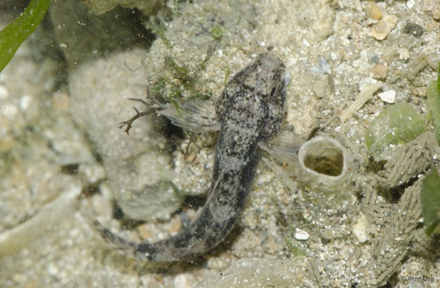 Drombus triangularis