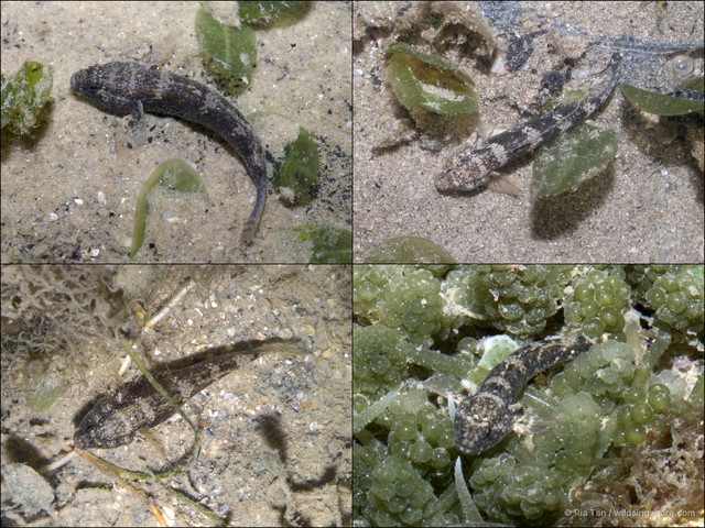 Drombus triangularis