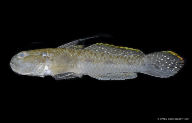 Drombus triangularis