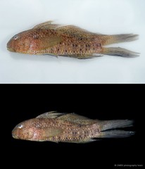 Exyrias belissimus • © CMBS photography team • All Rights Reserved